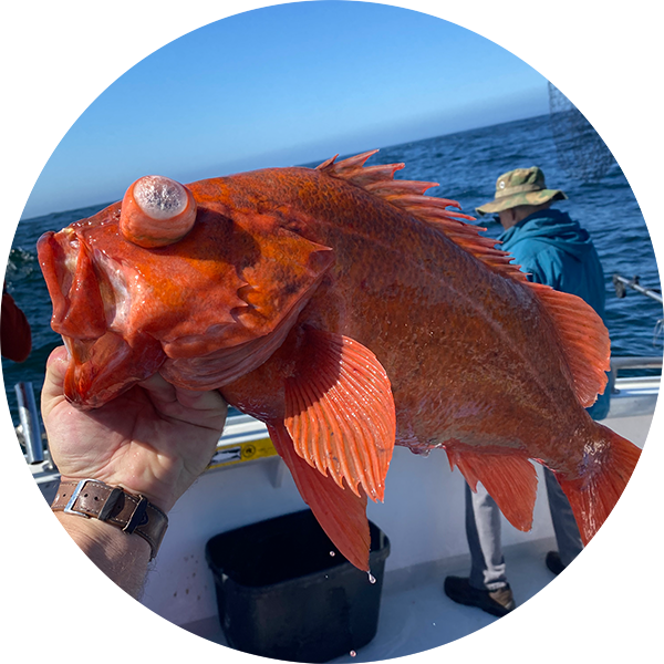 Rockfish I caught charter fishing (Fort Bragg, Ca) : r/Fishing